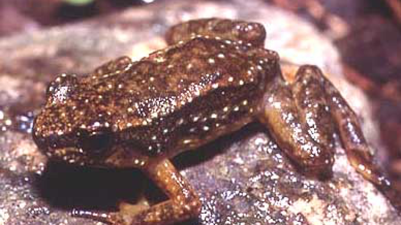 A alboguttatus