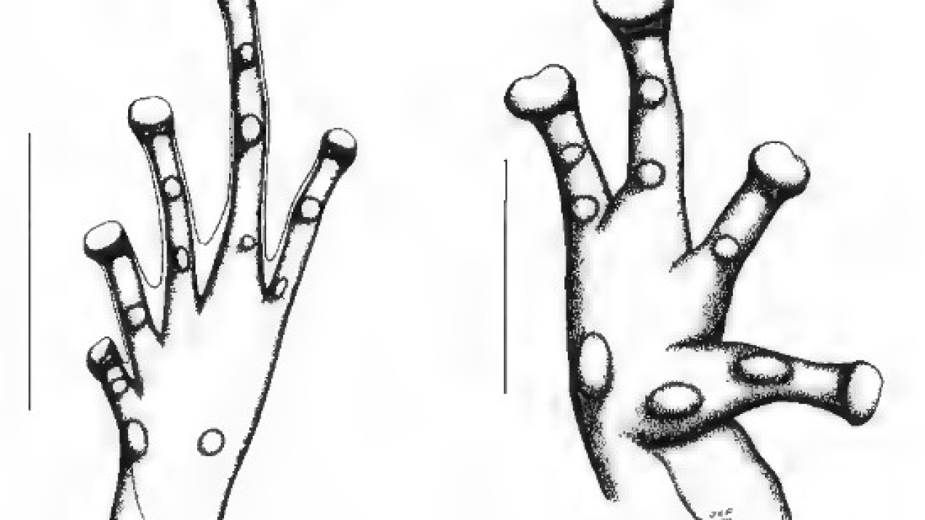 A capurinensis (PEFAUR 1993)