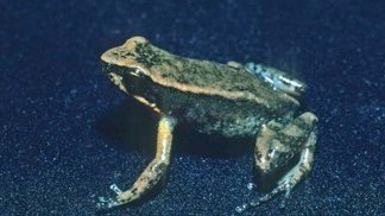 A haydeeae Juan A Rivero