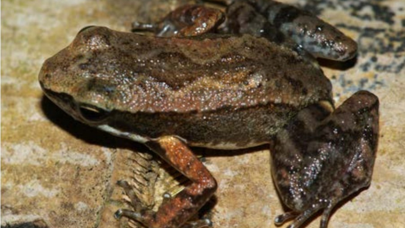 A humilis Cesar Barrrio