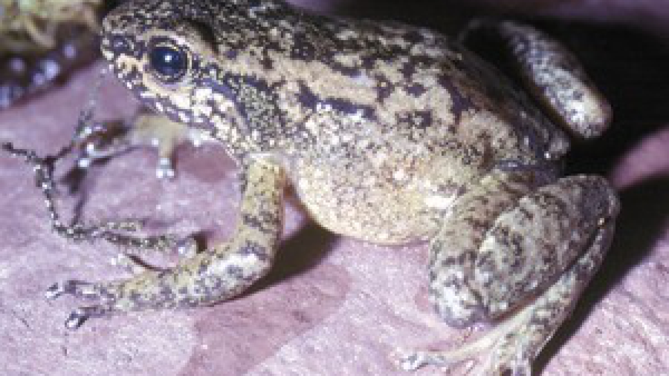 A leopardalis Enrique LaMarca