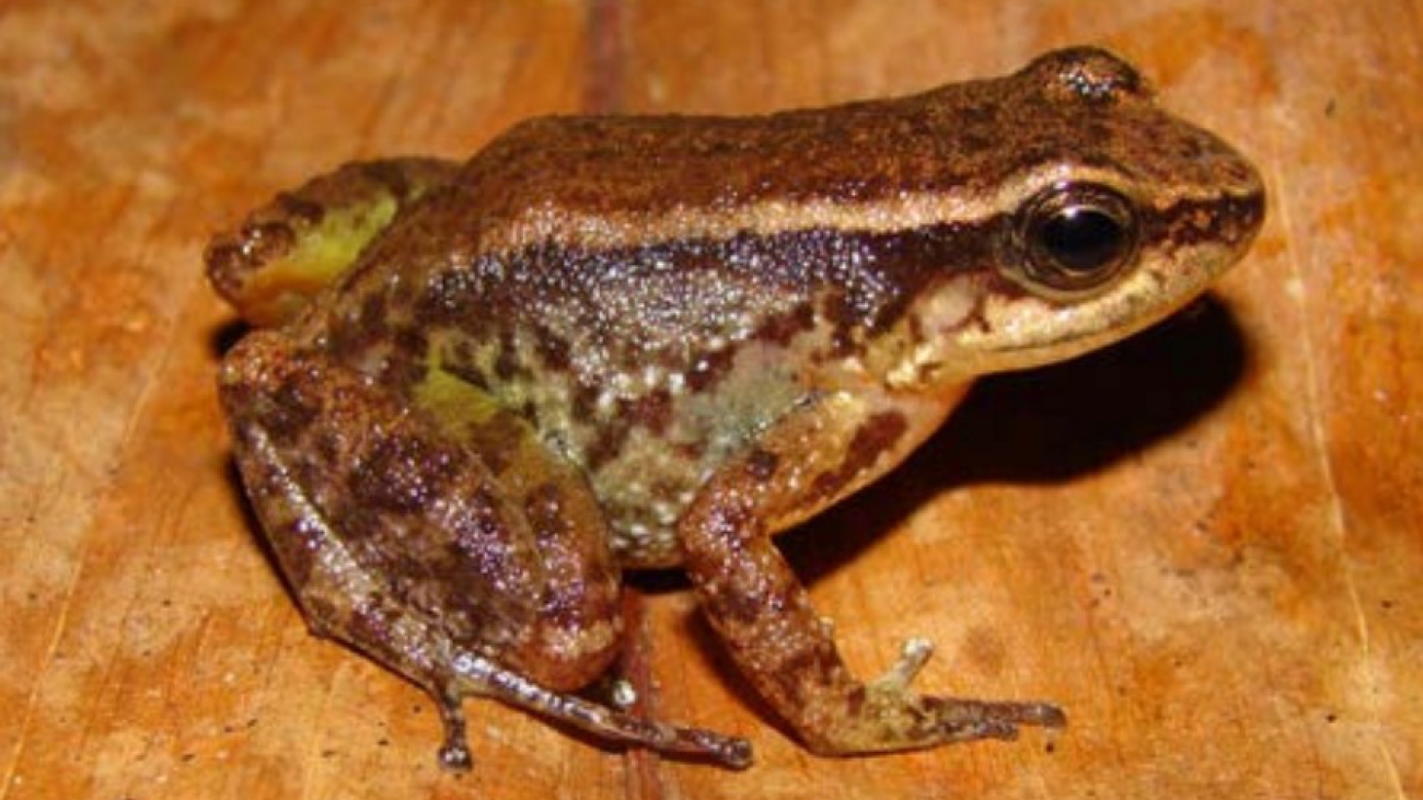 A mayorgai Fernando Rojas R