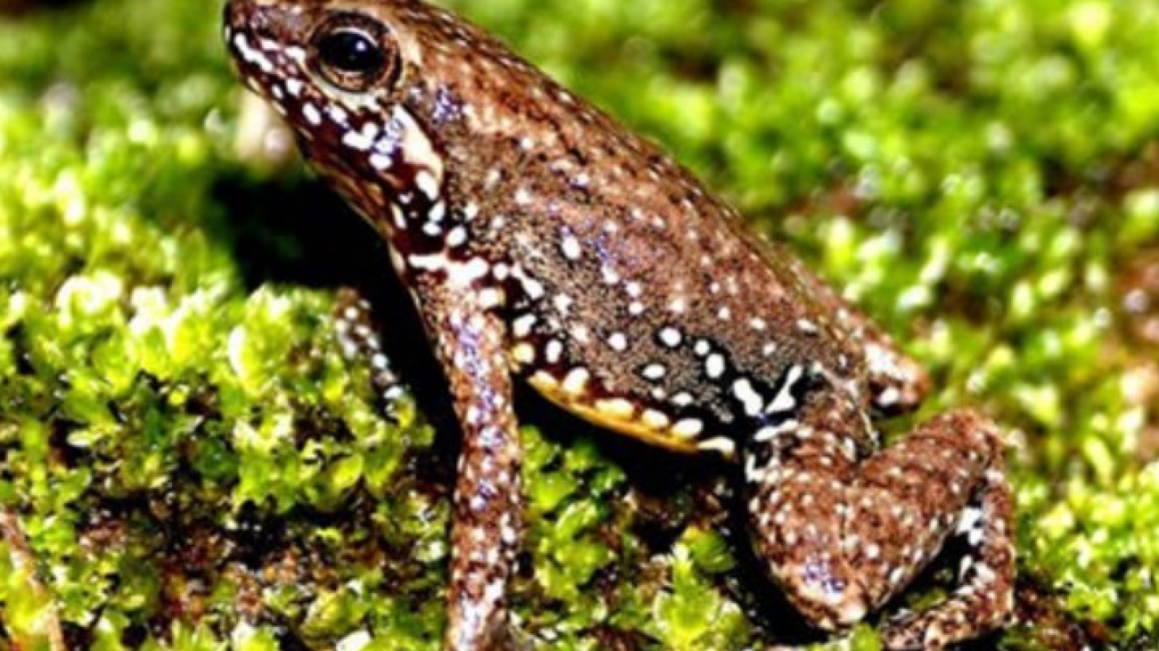 A meridensis Aldemar Acevedo