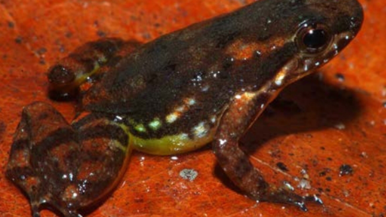 A verbeeknysdesorum Cesar Barrio