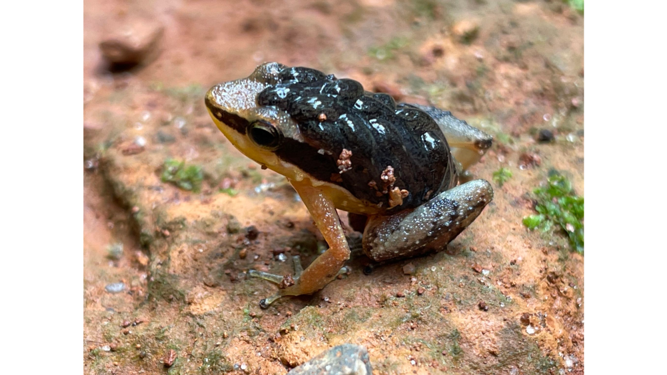 A.marchesianus Nereston Camargo