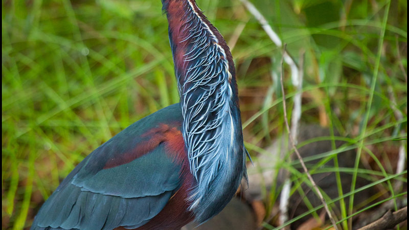 Agami_Heron_(Agamia_agami)