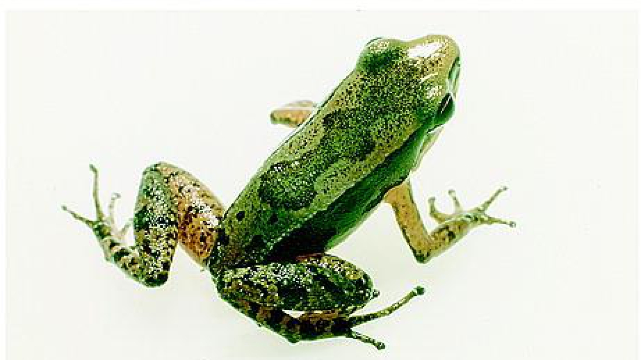 Allobates undulatus (Myers & Donellly)