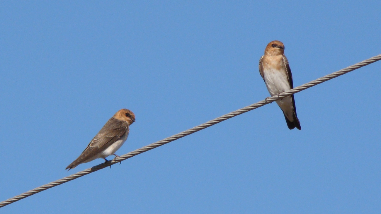 Alopochelidonx fucata