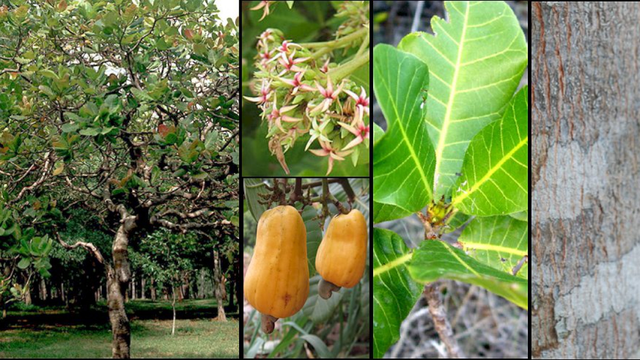 Anacardium occidentale