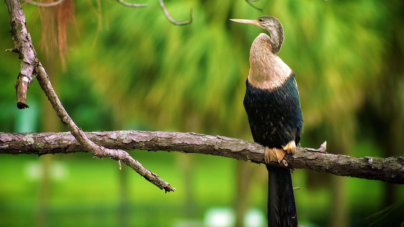 Anhinga anhinga