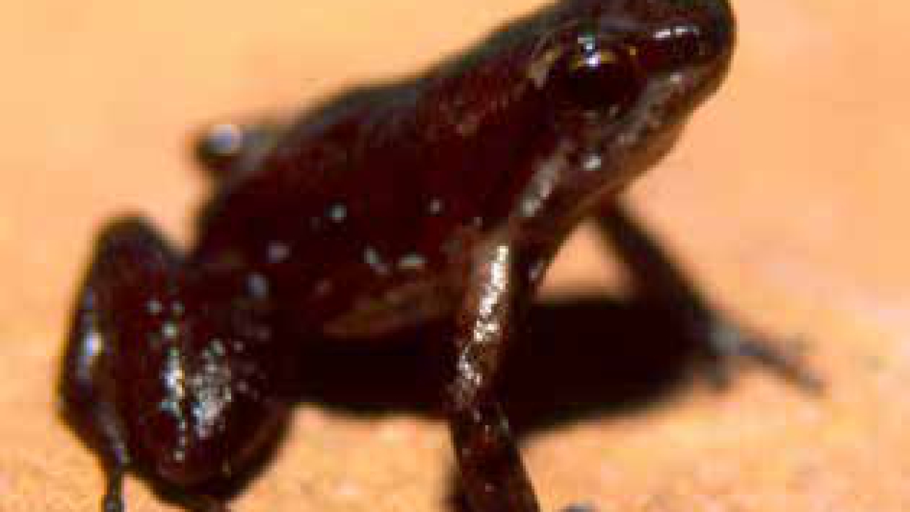 Anomaloglossus_triunfo