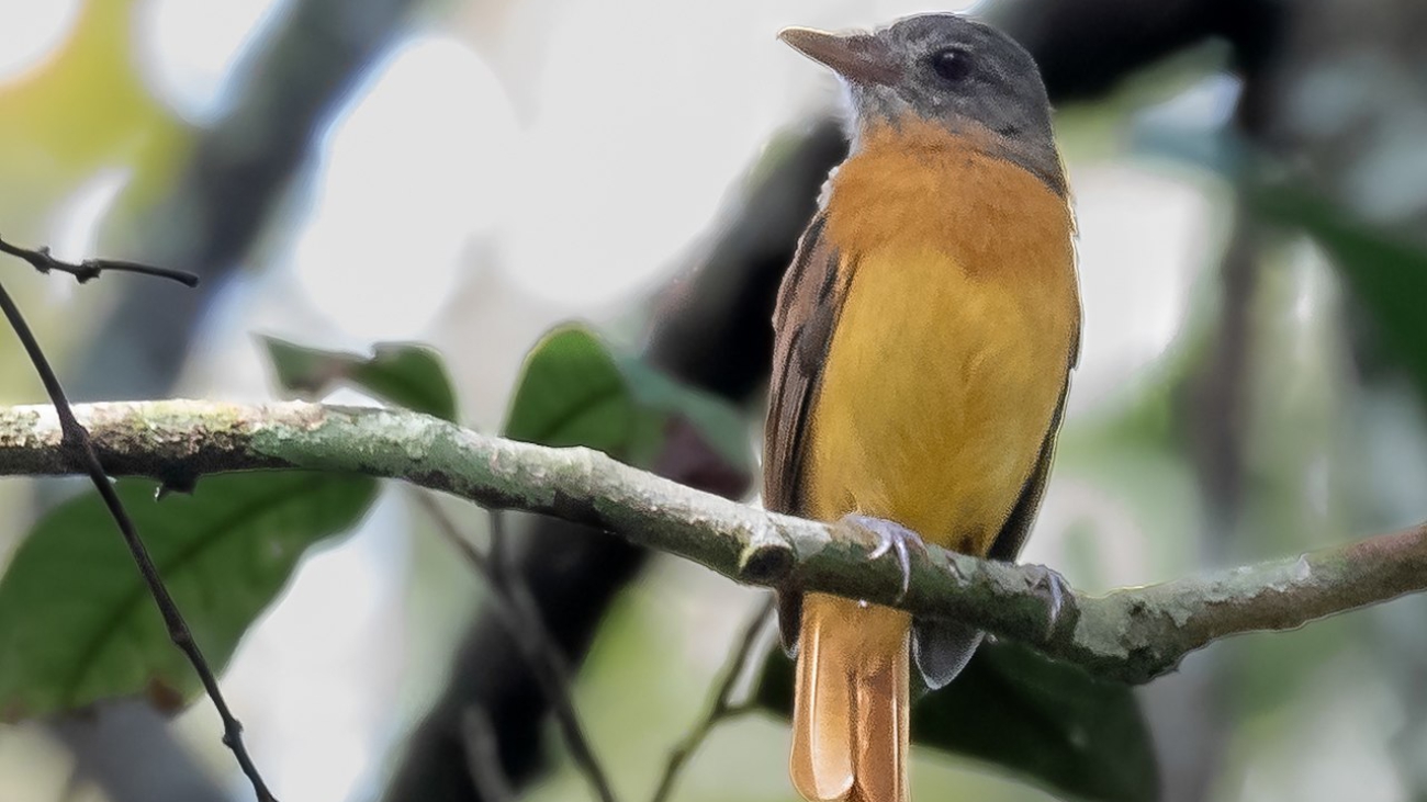 Attila citriniventris