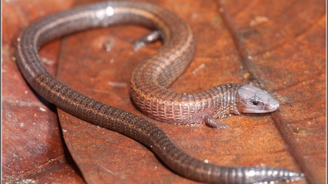 Fuente: Pierson Hill