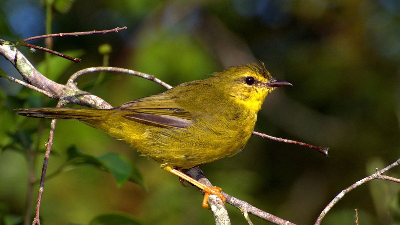 Basileuterus flaveolus