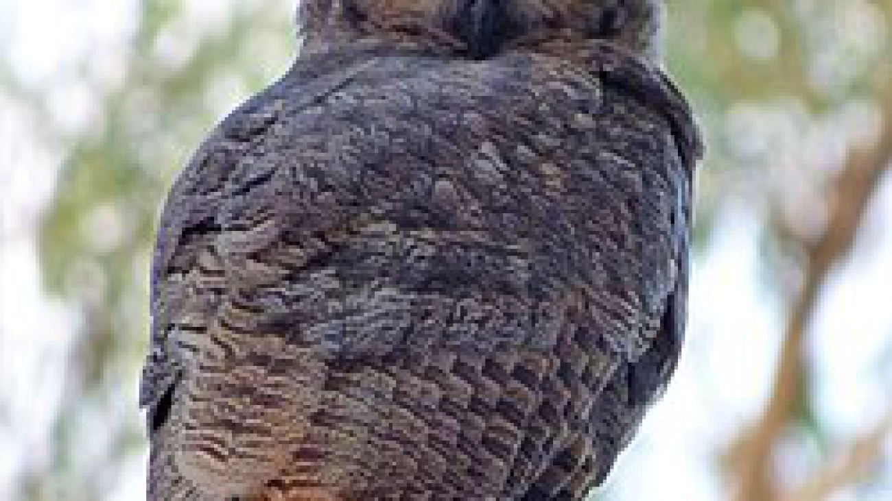 Bubo_virginianus,_2019,