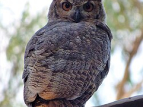 Bubo_virginianus,_2019,