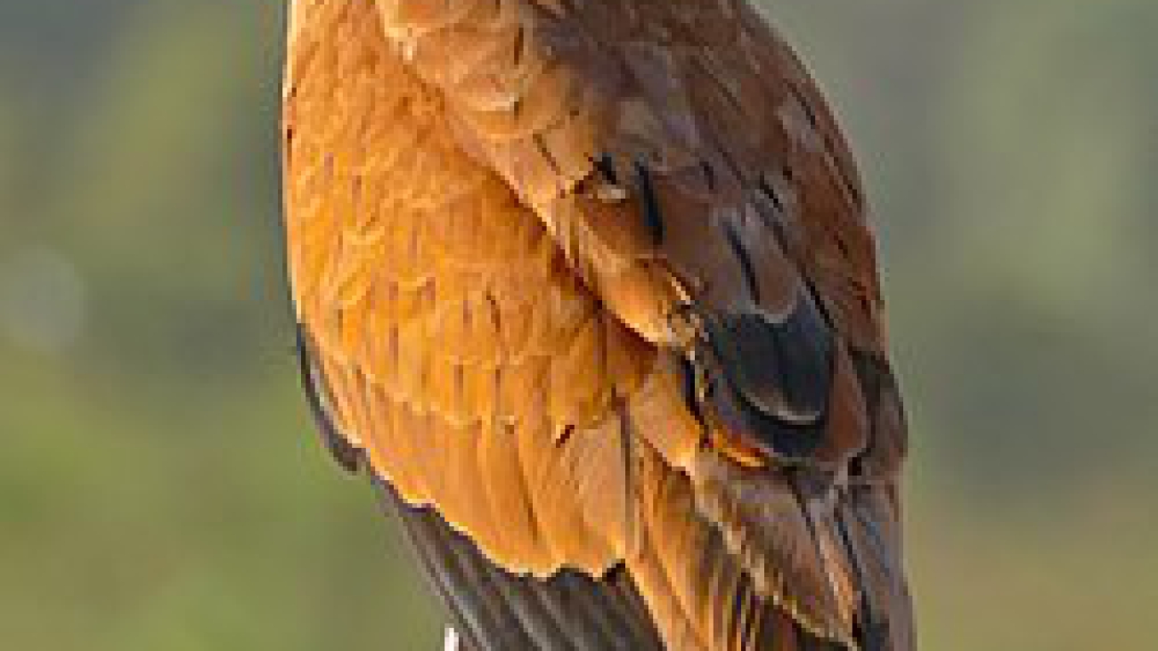 Busarellus nigricollis