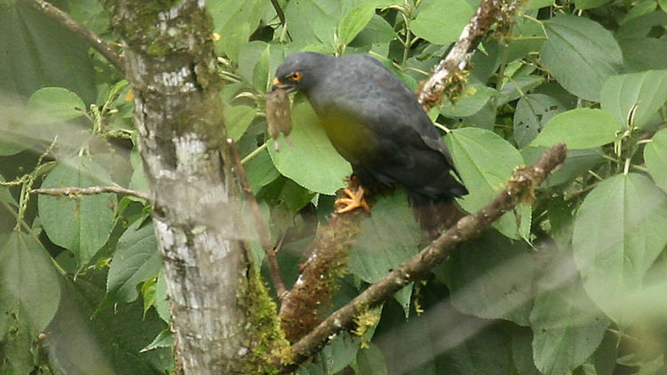 Buteo leucorrhous