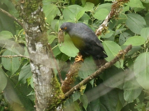 Buteo leucorrhous