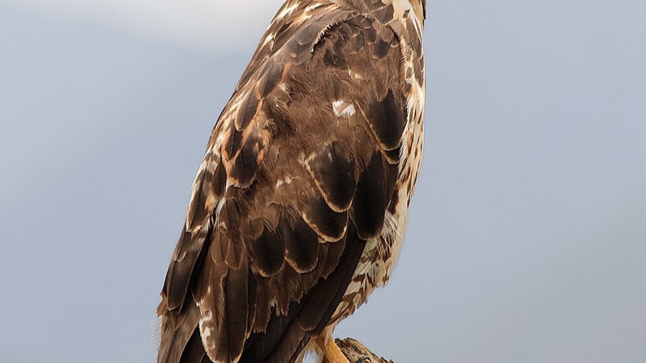 Buteo swainsoni