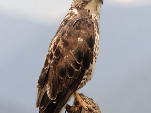 Buteo swainsoni