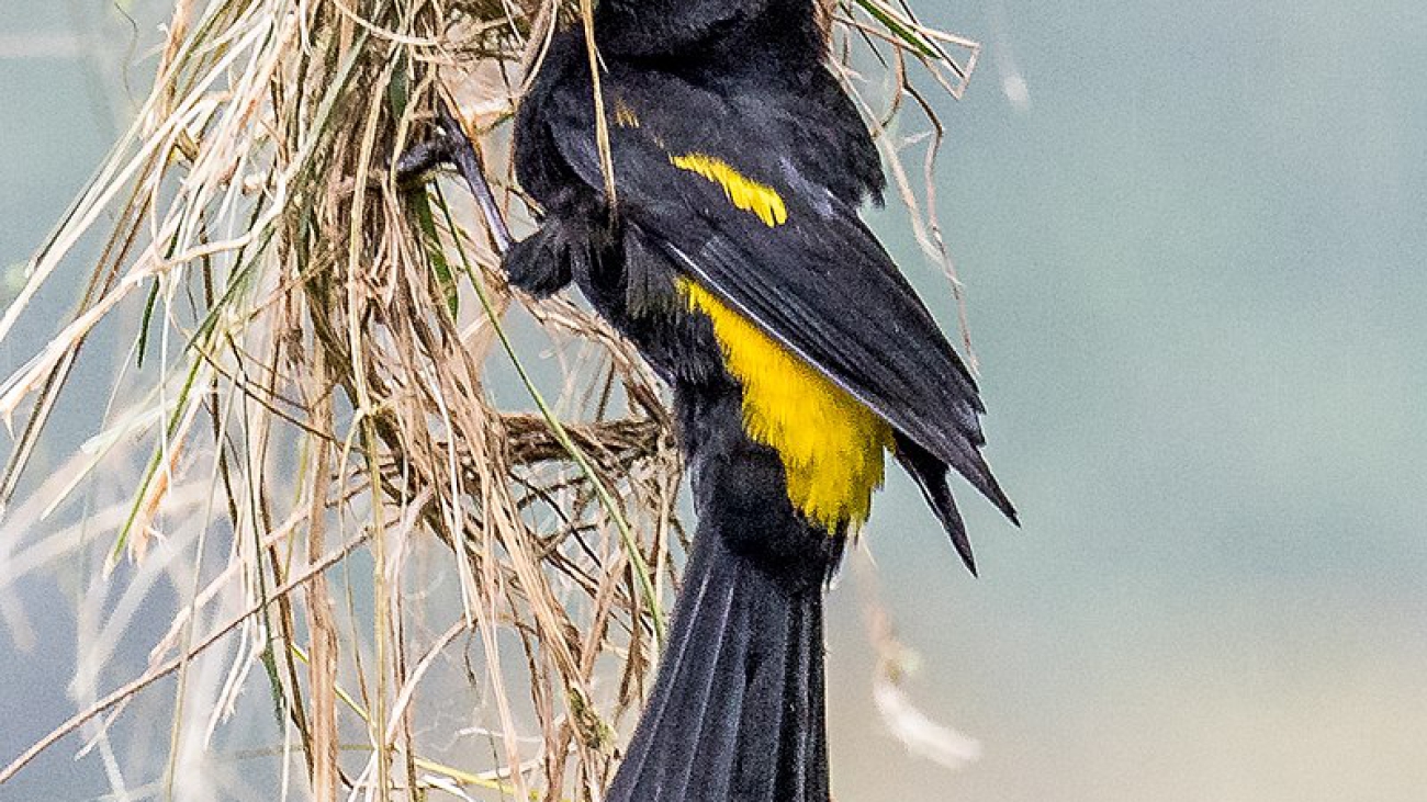 Cacicus leucoramphus