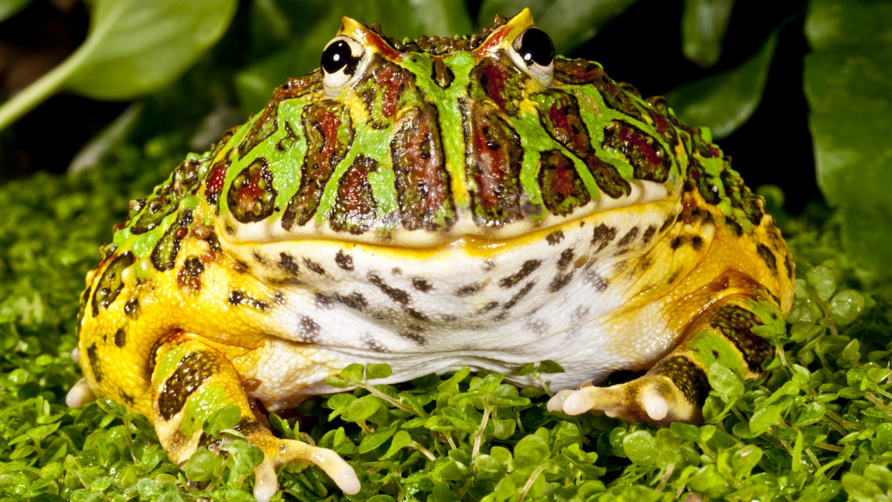 Ornate Horn Frog
Ceratophrys ornata
Native to Northern South America