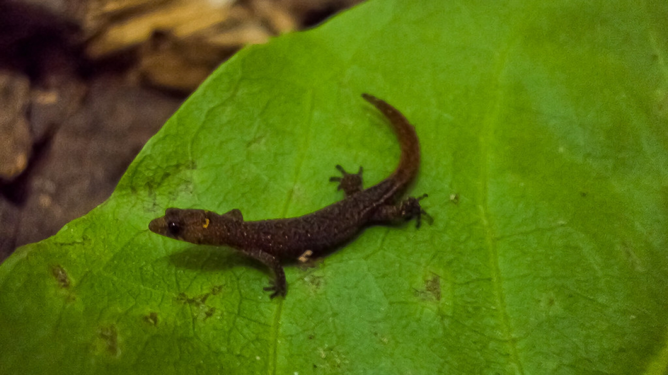 Fuentes: Lucas Cavalcanti