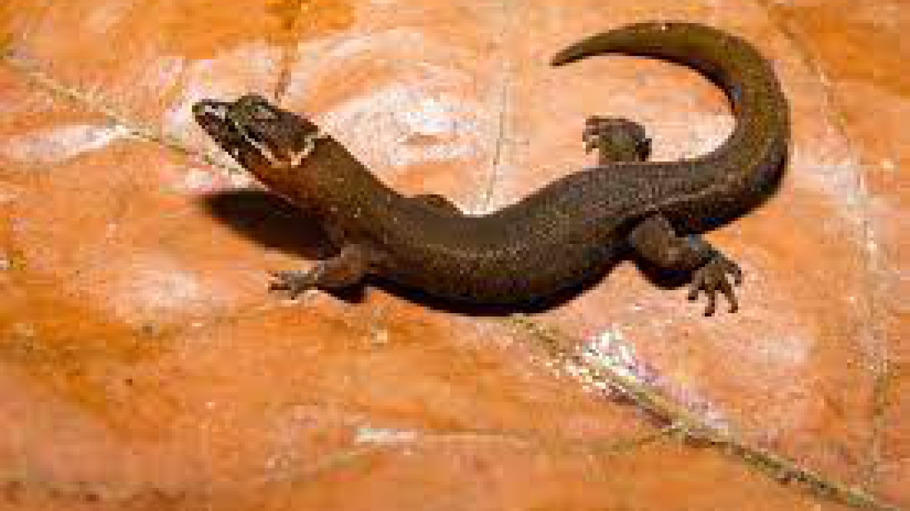 Coleodactylus septentrionalis