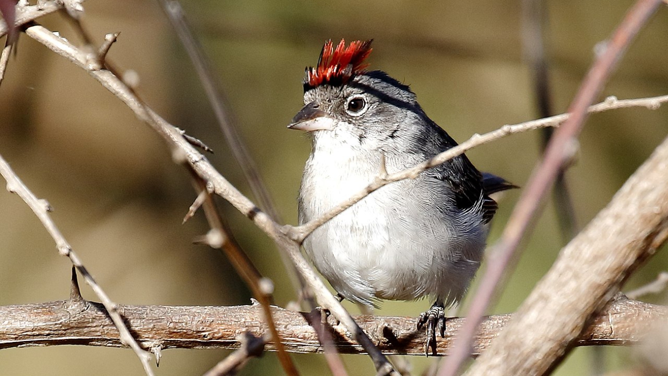 Coryphospingus pileatus