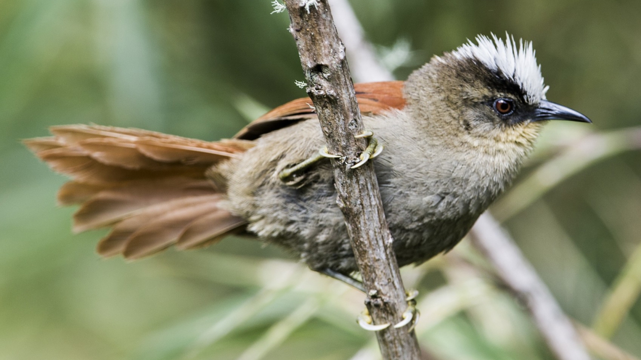 Cranioleuca demissa1