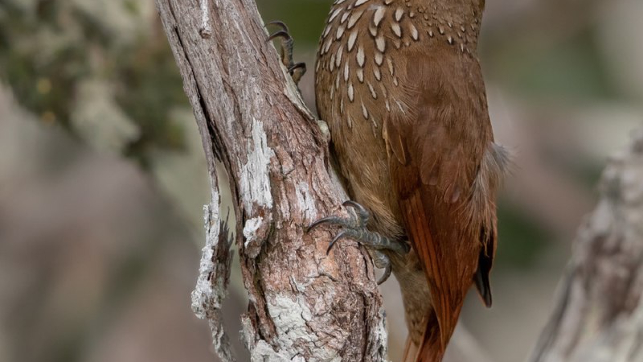 Dendrexetastes rufigula