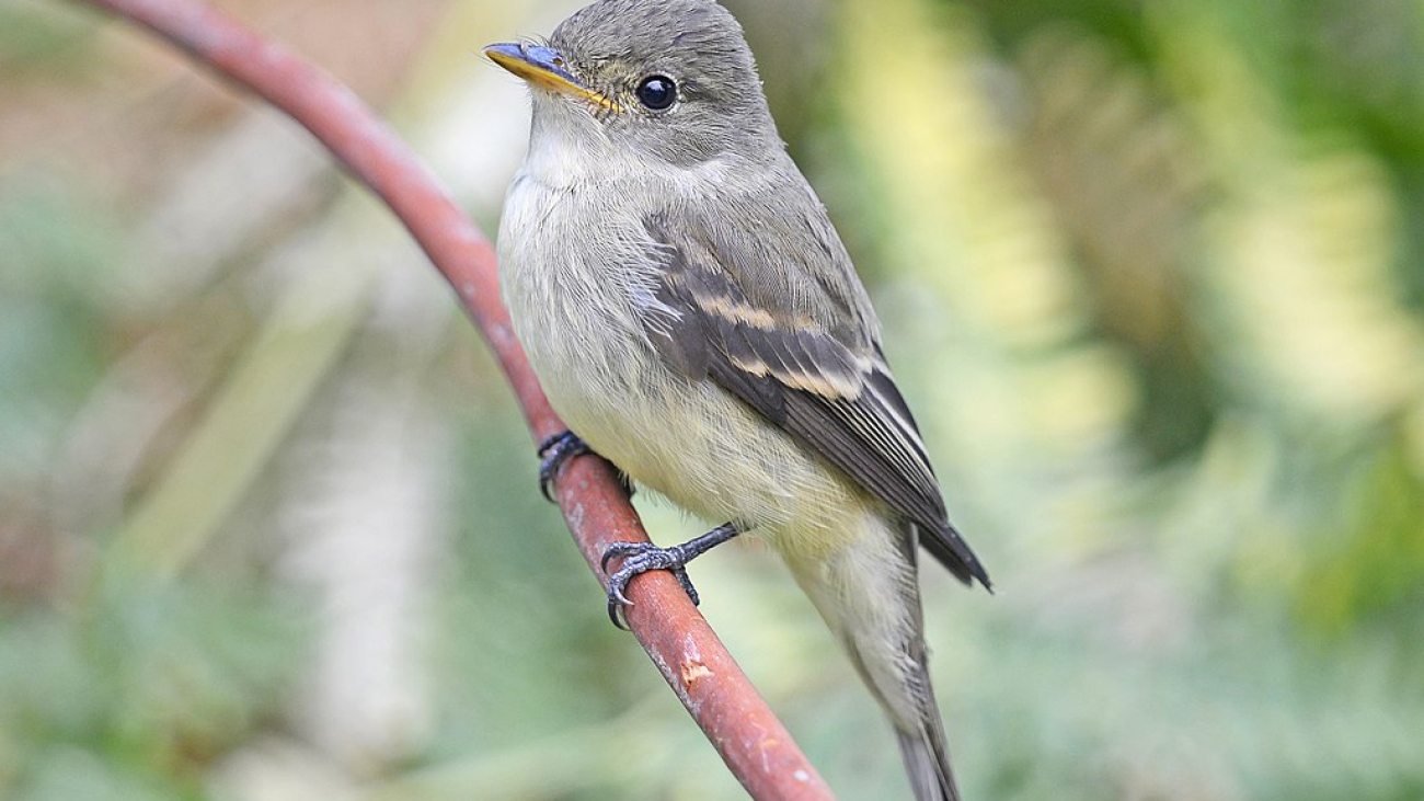 El Empidonax traillii