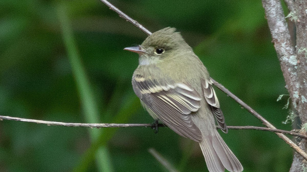 Empidonax virescens