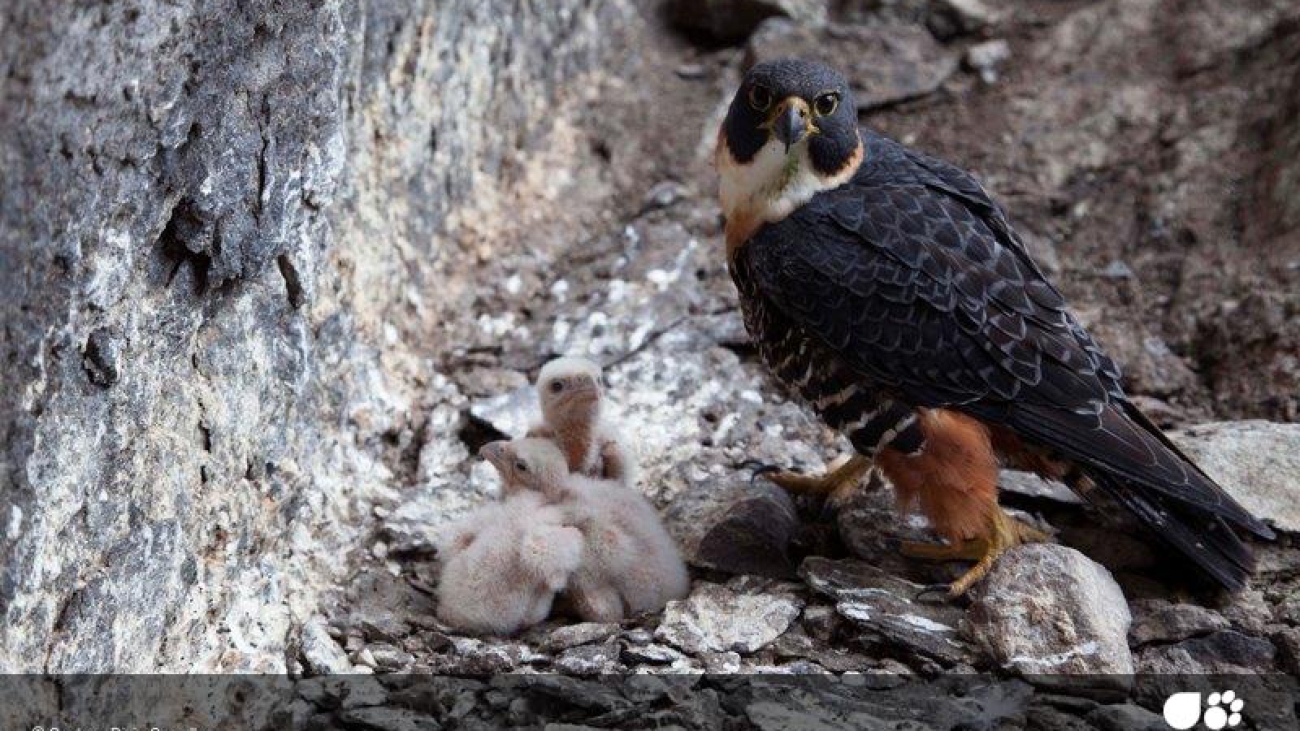 Falco deiroleucus1