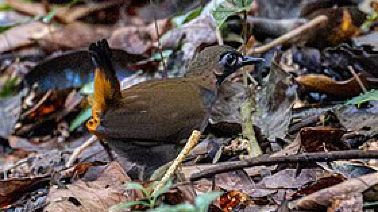 Formicarius analis