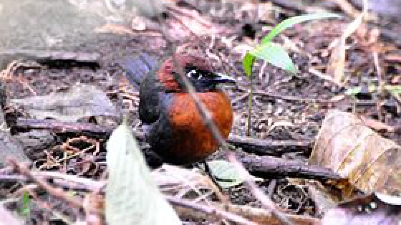 Formicarius rufipectus