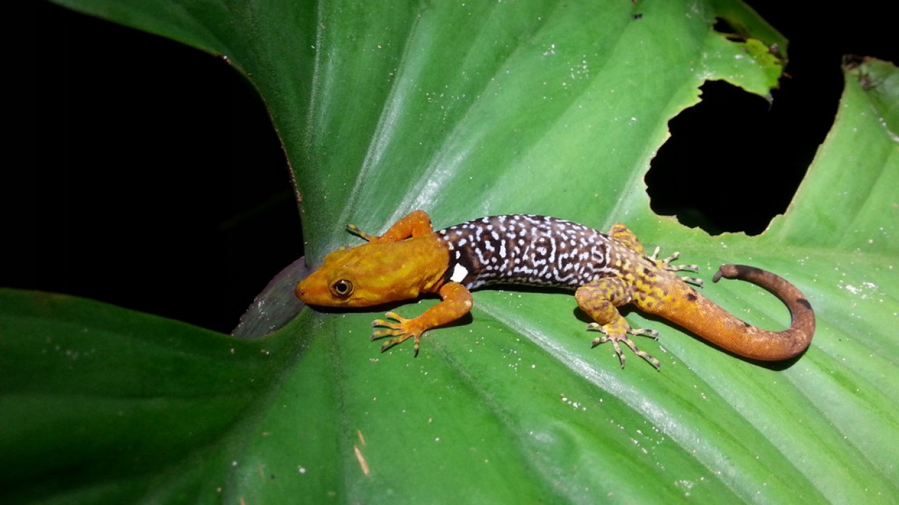 Ganatodes concinnatus