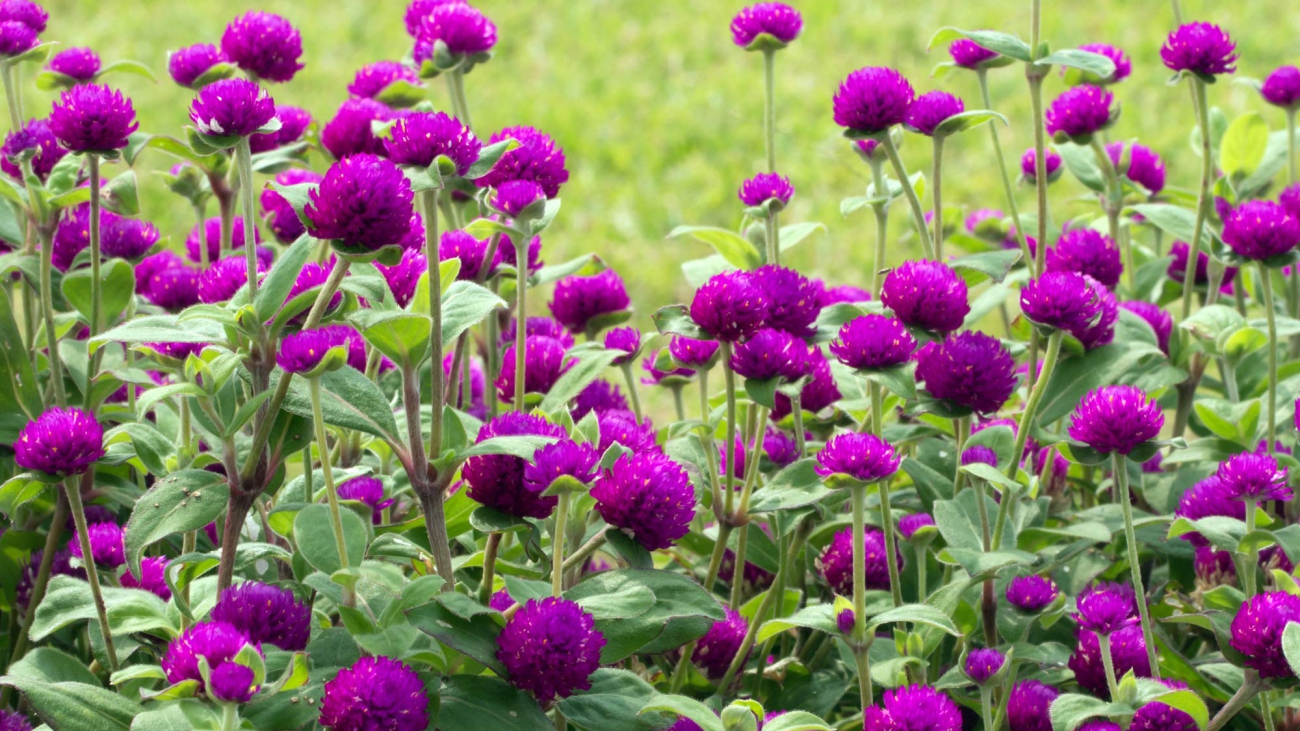Gomphrena_globosa_kz2