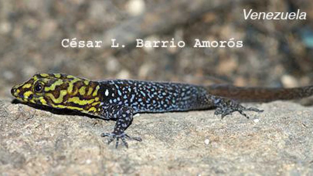 Fuente: Cesar L. Barrio Amoros