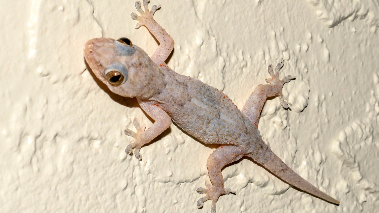 Hemidactylus mabouia