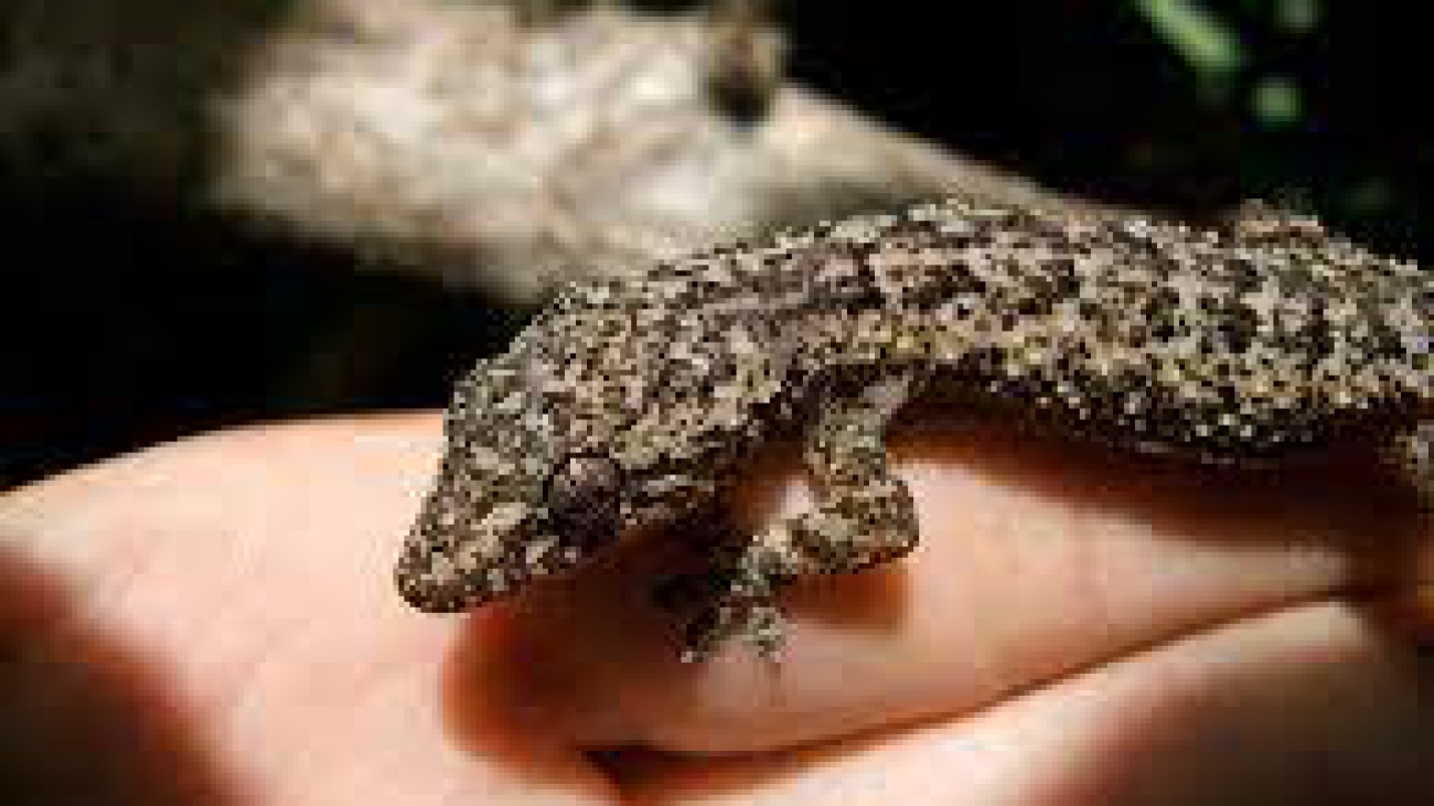 Hemidactylus-palaichthus_2