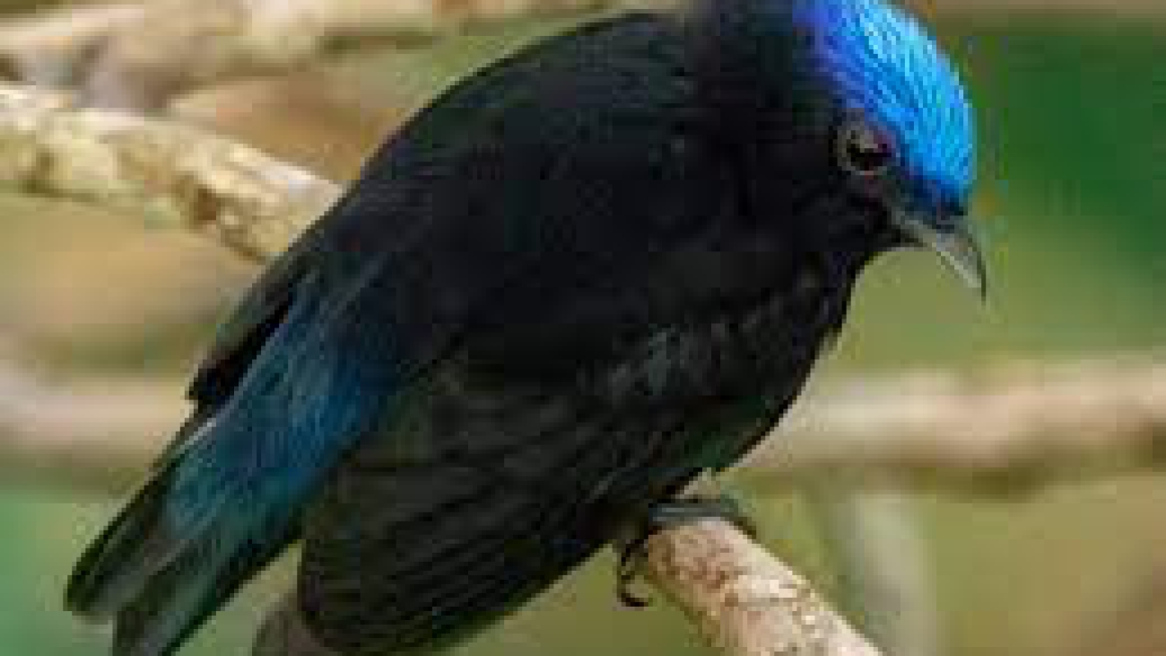 Lepidothrix coronata