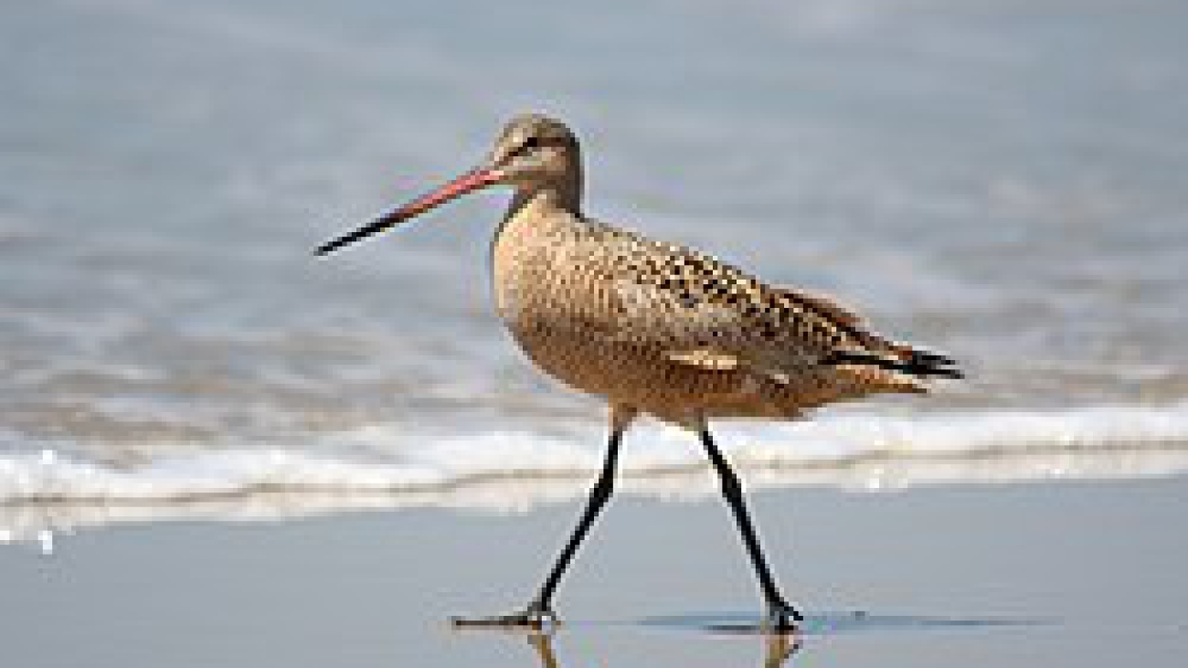 Limosa fedoa