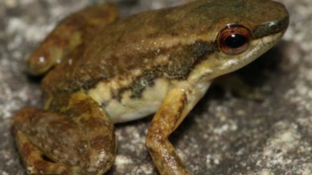 M cordilleriana Cesar Barrio A