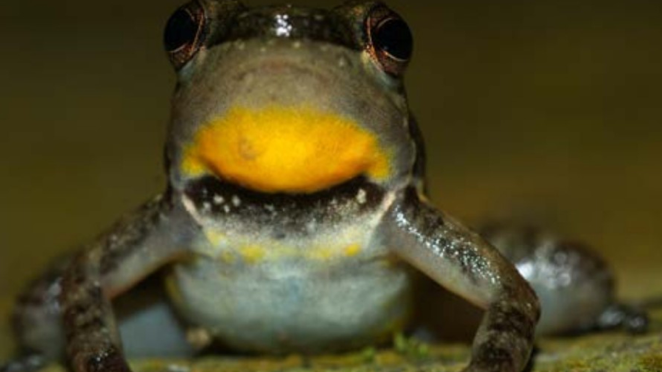 M herminae Cesar Barrio A