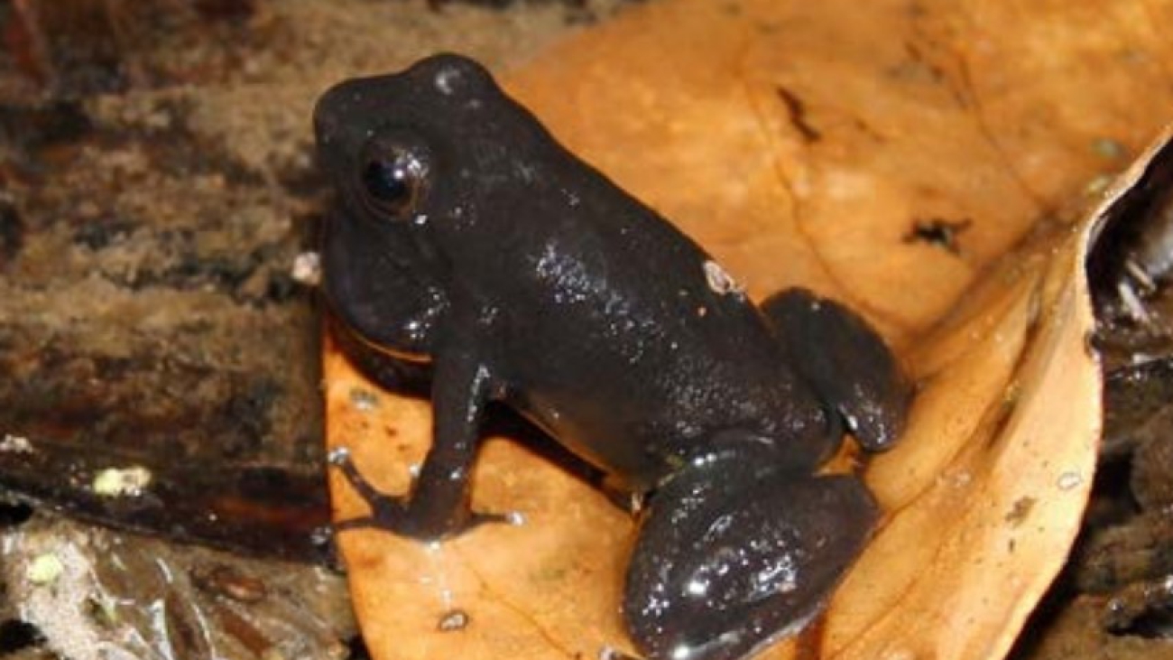 M lamarcai Arlene Cardozo