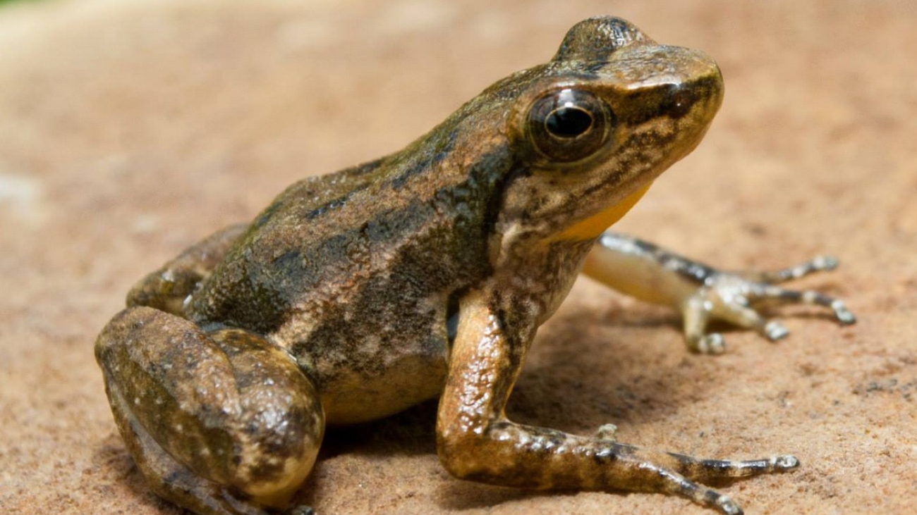M larandina Juan Elias García