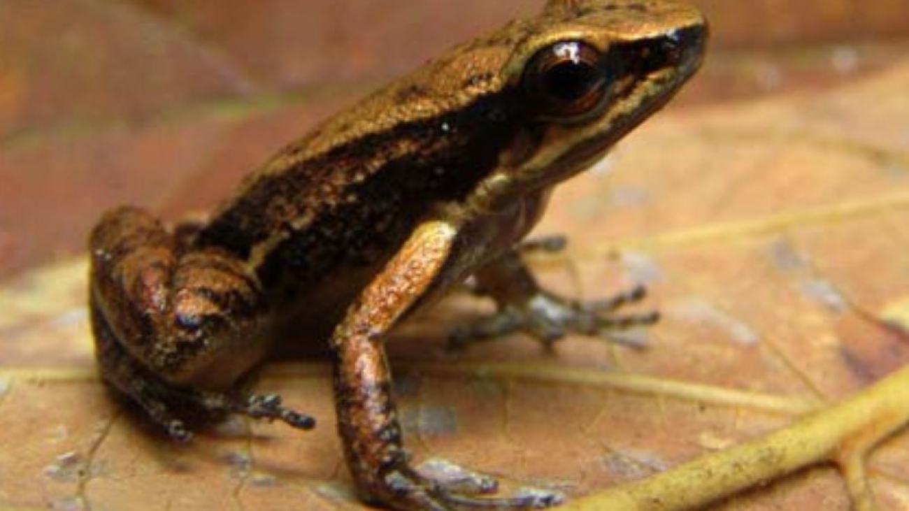 M leonardoi Cesar Barrio A