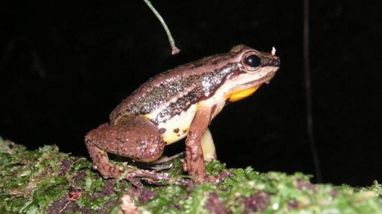 KONICA MINOLTA DIGITAL CAMERA